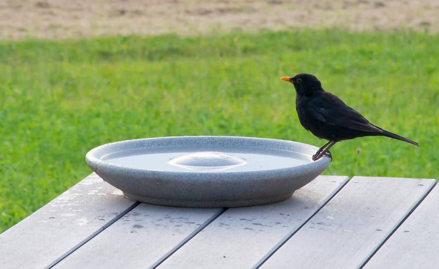 VOGELTRÄNKE GRANICIUM®